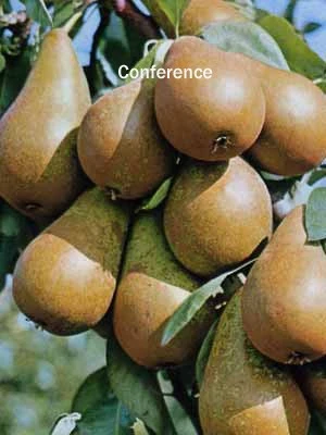 Familien-Birnbaum - Williams+Conference+Gute Luise+Nojabrskaja - Image 3