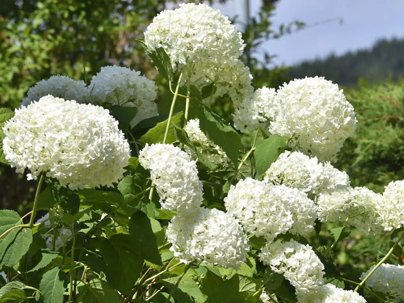 Hydrangea Arborescens 'Annabelle', Ball-Hortensie - Image 2