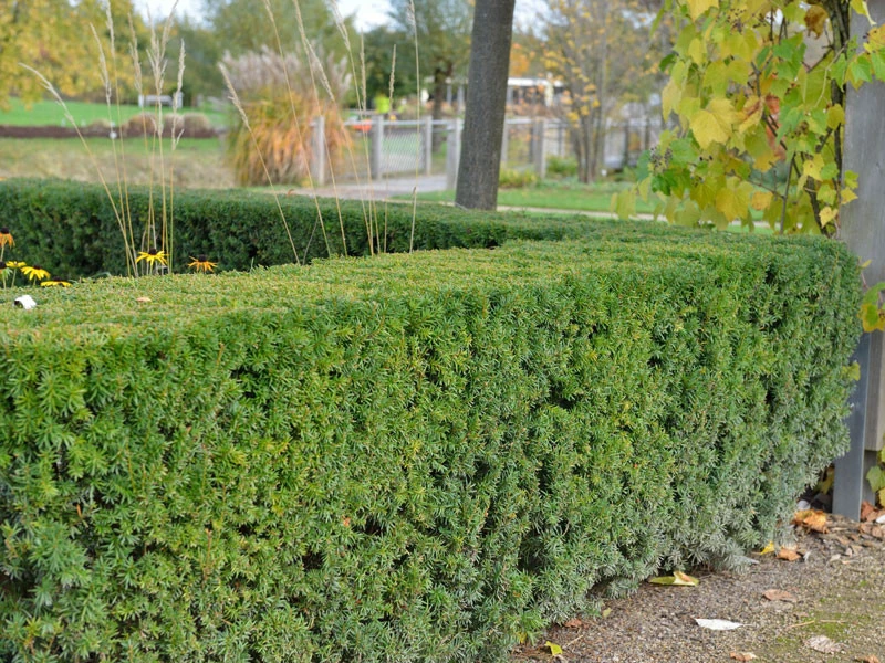 Taxus Media 'Hicksii', Becher-Eibe - Image 2