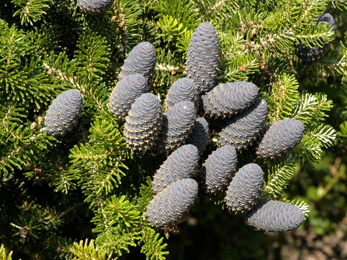 Abies Koreana, Korea-Tanne - Image 3