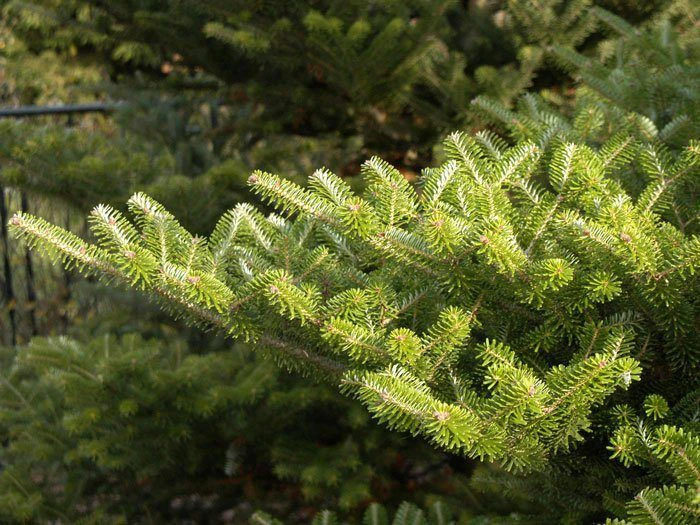 Abies Koreana, Korea-Tanne - Image 4