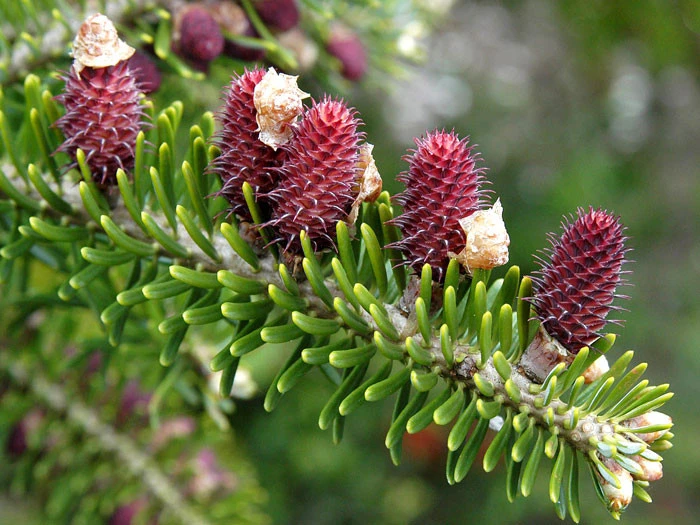 Abies Koreana, Korea-Tanne - Image 2