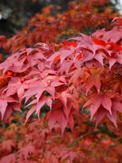 Acer Palmatum 'Atropurpureum', Fächerahorn - Hochstamm
