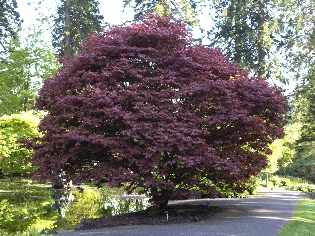 Acer Palmatum 'Atropurpureum', Rotblättriger Fächerahorn - Image 2