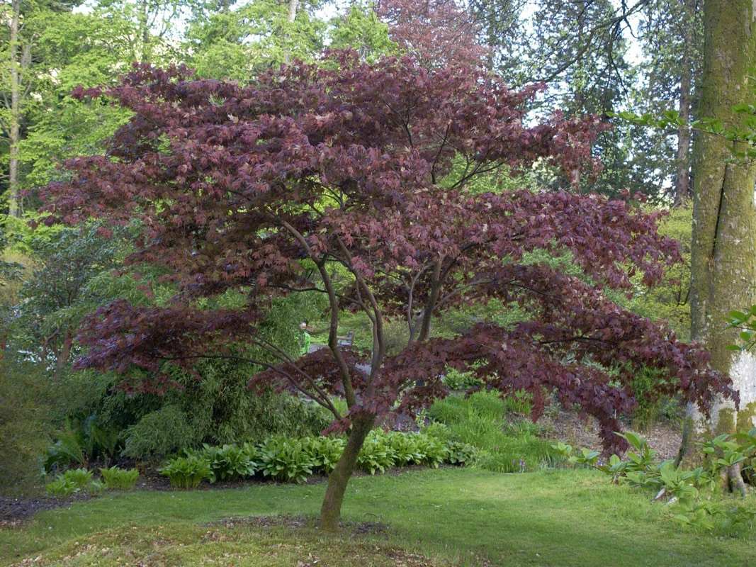 Acer Palmatum 'Atropurpureum', Rotblättriger Fächerahorn - Image 3