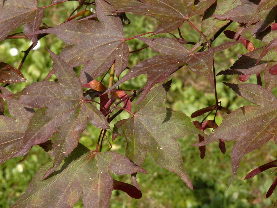 Acer Palmatum 'Atropurpureum', Rotblättriger Fächerahorn - Image 4
