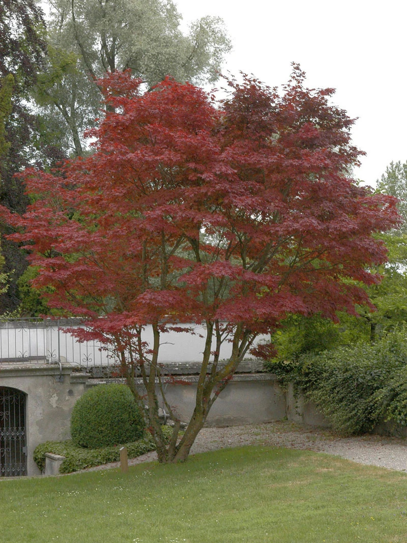 Acer Palmatum 'Atropurpureum', Rotblättriger Fächerahorn - Image 5