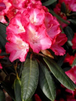 Rhododendron Yakushimanum 'Fantastica'