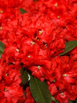 Rhododendron 'Rabatz'