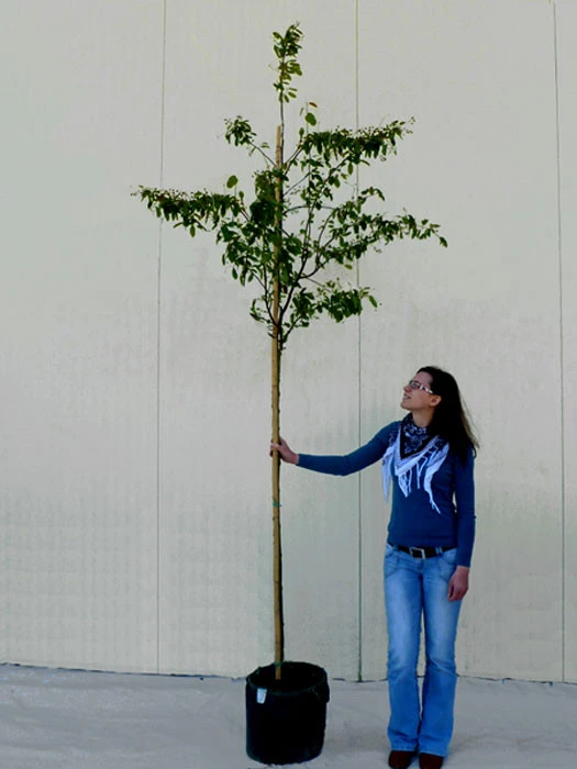 Amelanchier Lamarckii, Felsenbirne - Hochstamm - Image 6