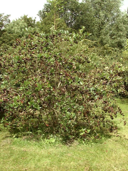 Aronia Melanocarpa 'Nero', Apfelbeere - Image 2