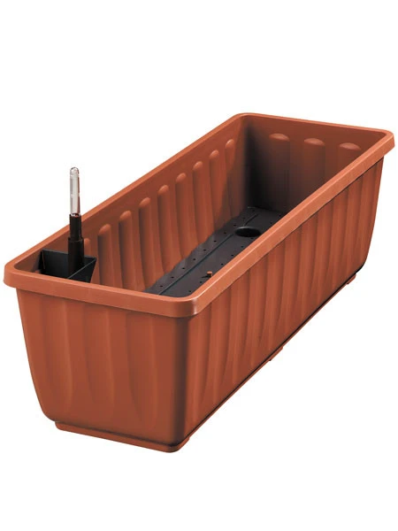 Zuckerblatt, Süßkraut, Süßblatt, Stevia Rebaudiana - Image 4