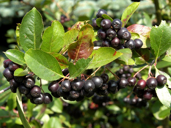 Aronia Melanocarpa 'Nero', Apfelbeere - Image 3