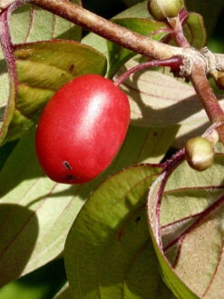 Cornus Officinalis, Japanischer Arzneihartriegel