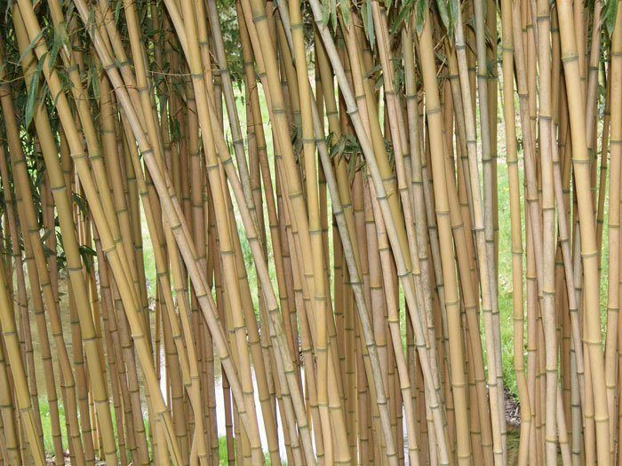 Phyllostachys Aureosulcata Aureocaulis, Goldener Peking Bambus - Image 3