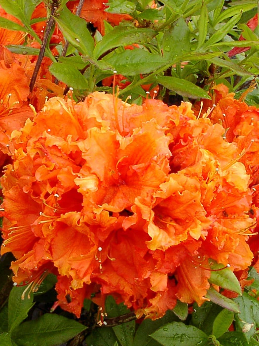 Rhododendron Luteum 'Gibraltar', Sommergrüne Japanische Gartenazalee