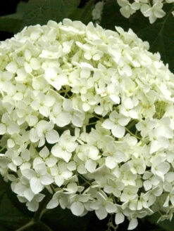 Hydrangea Arborescens 'Annabelle', Ball-Hortensie