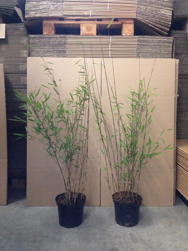 Fargesia Nitida 'Black Pearl' - Glänzender Schirm-Bambus - Image 5