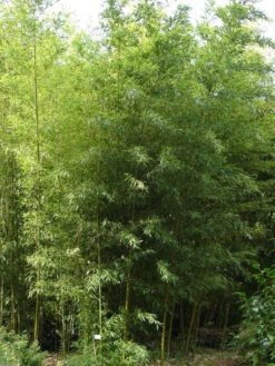 Phyllostachys Nigra 'Boryana', Tigerstreifenbambus - XXL- Produkt