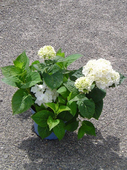 Hydrangea Macrophylla Endless Summer 'The Bride'® - Image 2