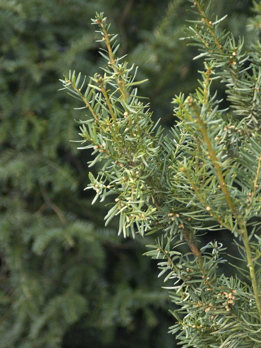 Taxus Media 'Hicksii', Becher-Eibe - Image 4