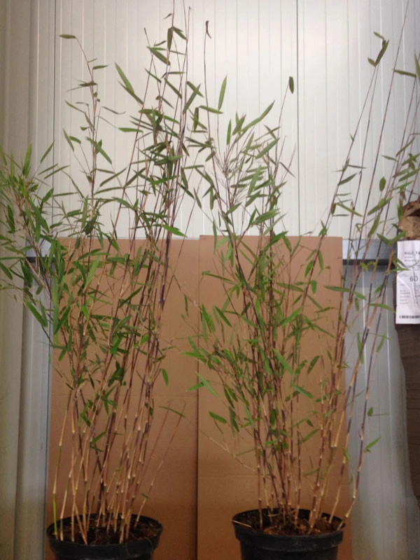 Fargesia Nitida 'Black Pearl' - Glänzender Schirm-Bambus - Image 4