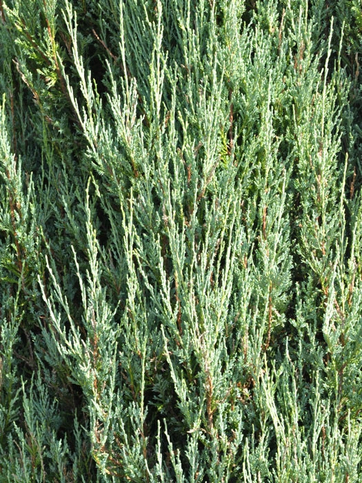 Juniperus Scopulorum 'Blue Arrow', Blauer Raketen-Wacholder - Image 2