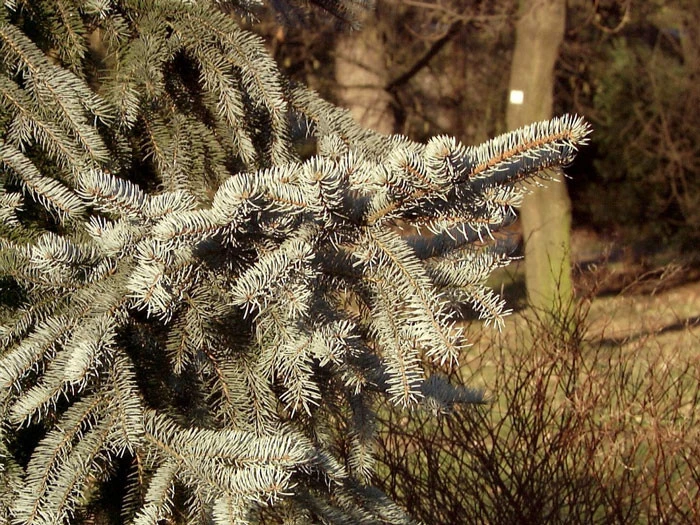 Picea Pungens 'Glauca', Blaufichte - Image 2