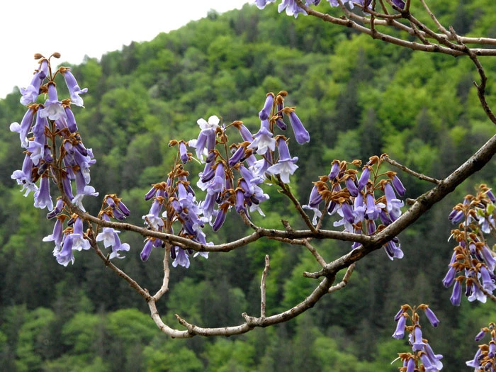 Paulownia Tomentosa, Blauglockenbaum - Image 2