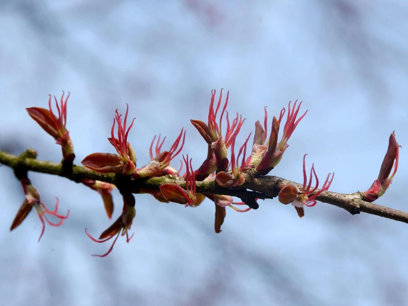 Cercidiphyllum Japonicum, Kuchenbaum - Image 3