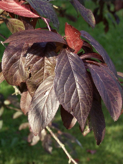 Prunus Cerasifera 'Hollywood' (Syn. Trailblazer) - Image 2