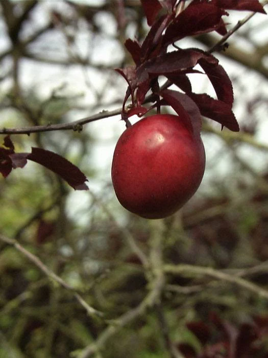 Prunus Cerasifera 'Hollywood' (Syn. Trailblazer) - Image 3