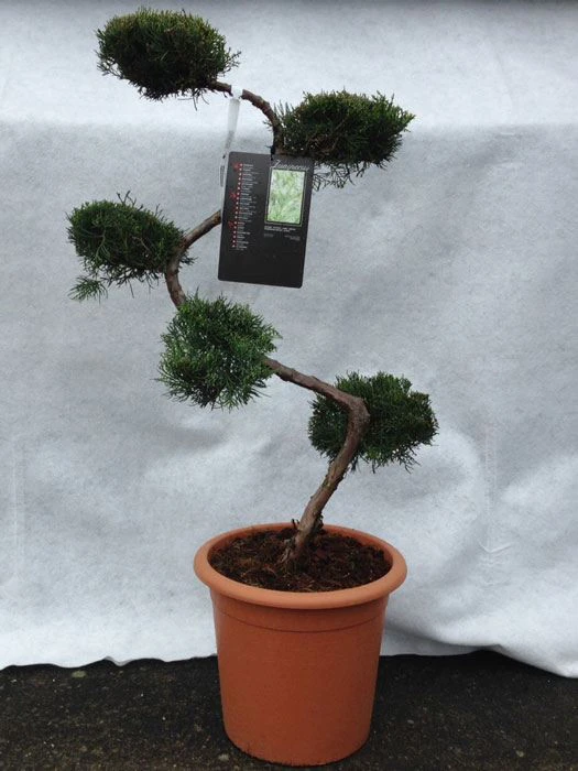 Juniperus Virginiana 'Grey Owl', XXL-Produkt