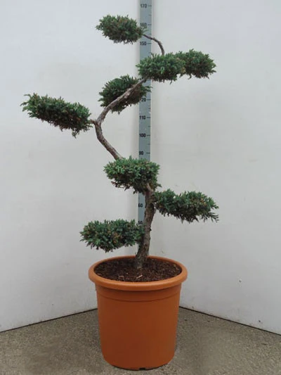 Juniperus Squamata 'Blue Carpet' Bonsai-Form, XXL-Produkt