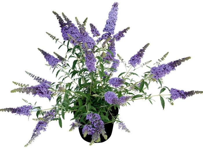 Buddleja Buzz-Hybride 'Sky Blue', Zwerg-Sommerflieder - Image 2