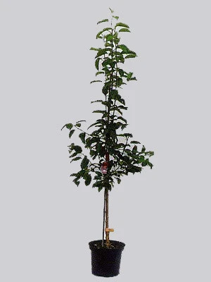 Süßkirsche Burlat - Image 2