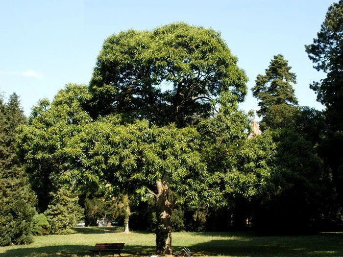 Marone, Edelkastanie, Esskastanie - Image 2