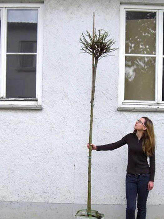Catalpa Bignonioides Nana, Kugel-Trompetenbaum - Hochstamm - Image 3