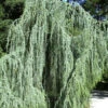 Cedrus Atlantica 'Glauca Pendula', Hängende Blauzeder