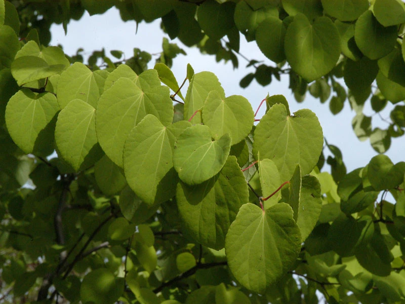 Cercidiphyllum Japonicum, Kuchenbaum - Image 4