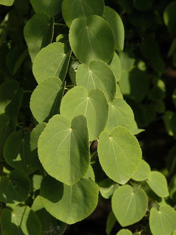 Cercidiphyllum Japonicum, Kuchenbaum - Image 2