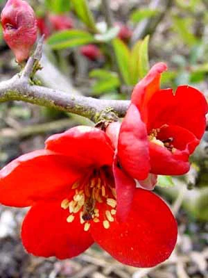 Chaenomeles Superba 'Crimson And Gold', Zierquitte - Image 3