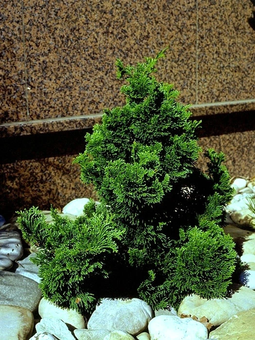 Chamaecyparis Obtusa 'Nana Gracilis', Kleine Muschelzypresse - Image 2