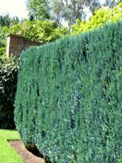 Chamaecyparis Lawsoniana 'Columnaris', Blaue Säulenzypresse