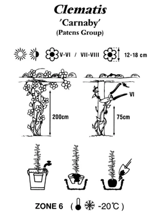 Clematis 'Carnaby' - Image 2