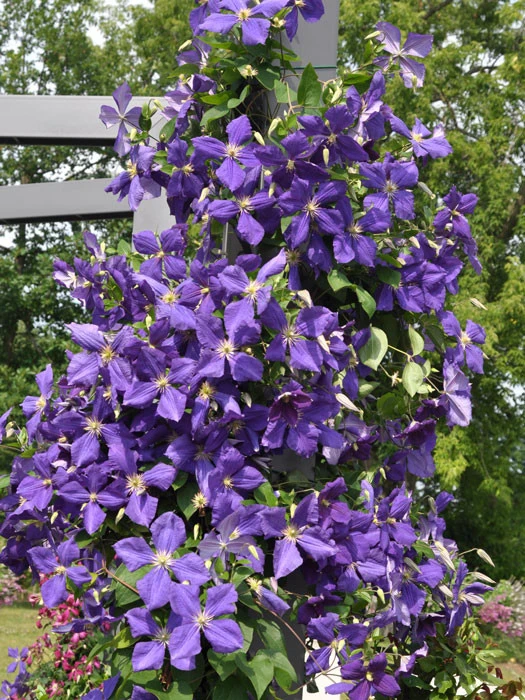 Clematis Jackmanii - Image 2
