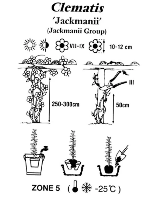 Clematis Jackmanii - Image 3