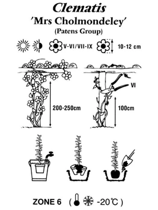 Clematis 'Mrs. Cholmondeley' - Image 2