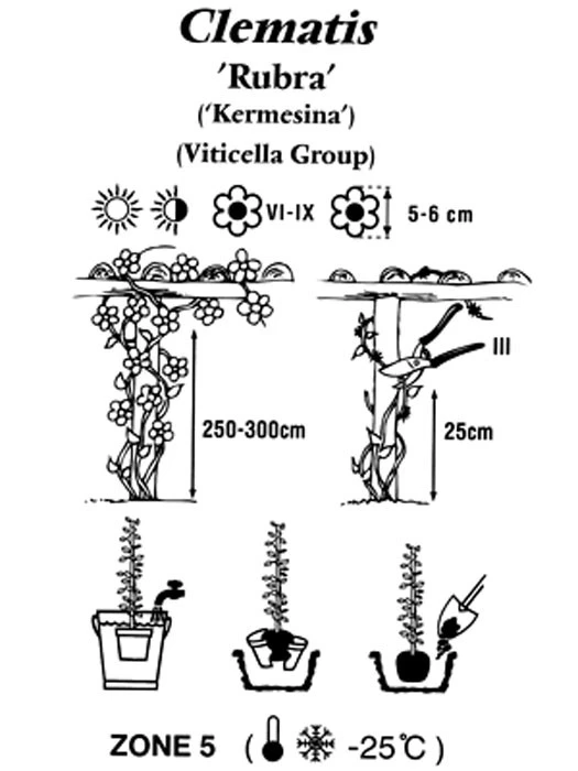Clematis Viticella 'Rubra' - Image 2