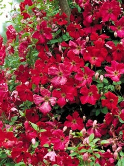 Clematis Viticella 'Rubra'